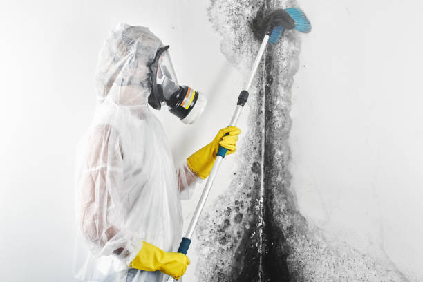 Best Black Mold Removal  in Whiteman Af, MO