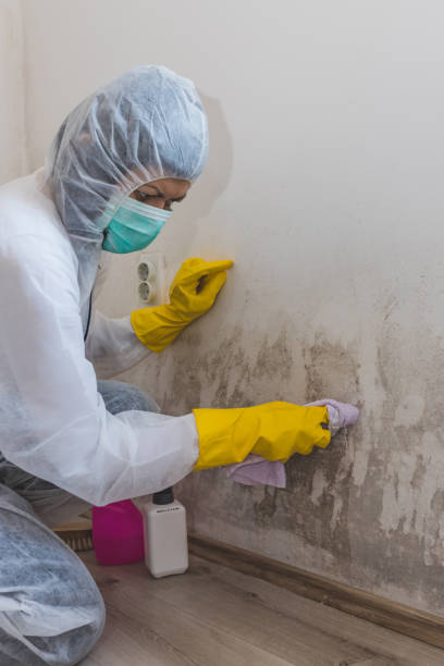 Environmental Consulting for Mold Prevention in Whiteman Af, MO